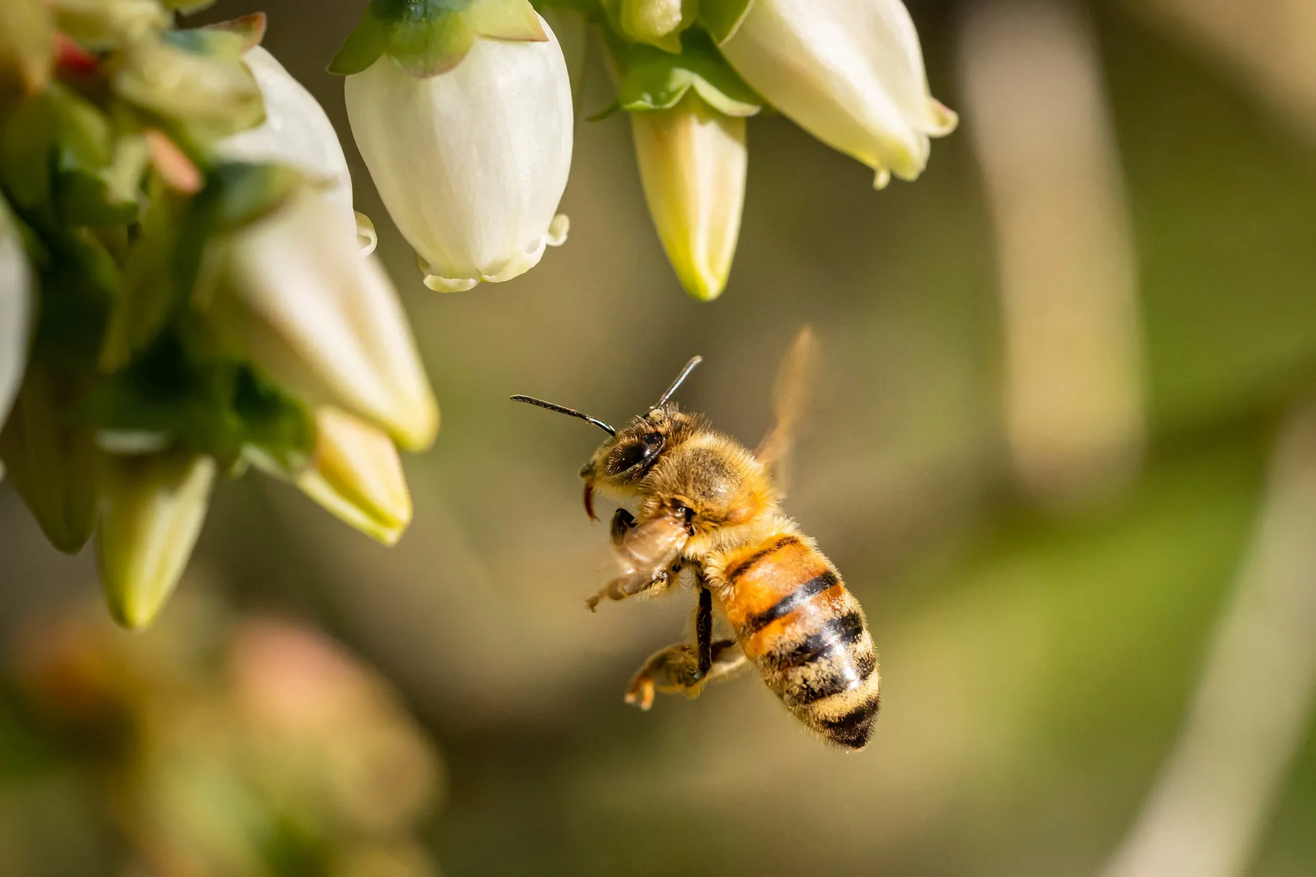 Biene fliegt an eine Blüte