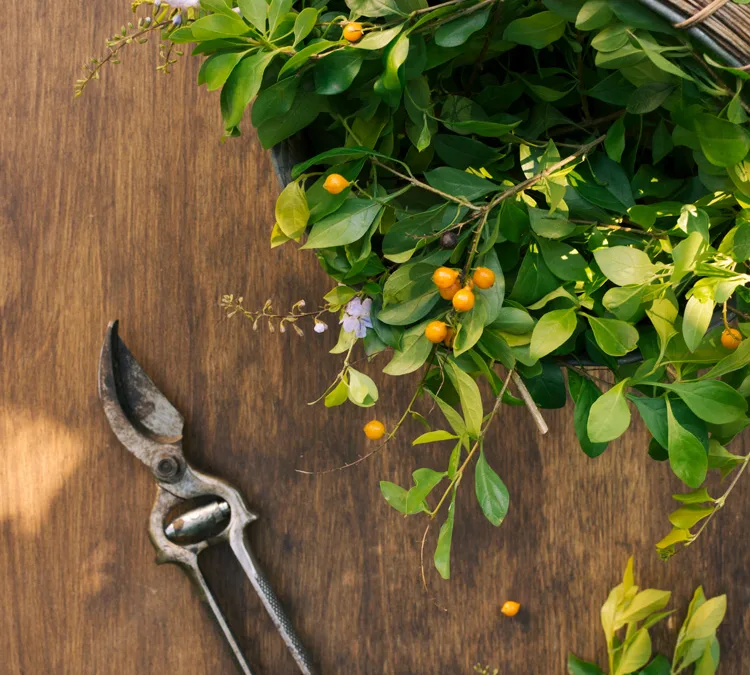 Jäten oder ernten? – Wilde Kräuter im Garten