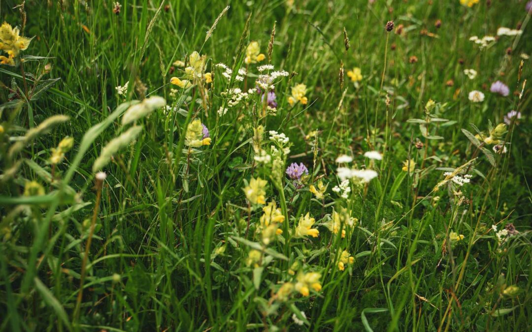 02.08.2025 – Sommerkräuter-Wanderung