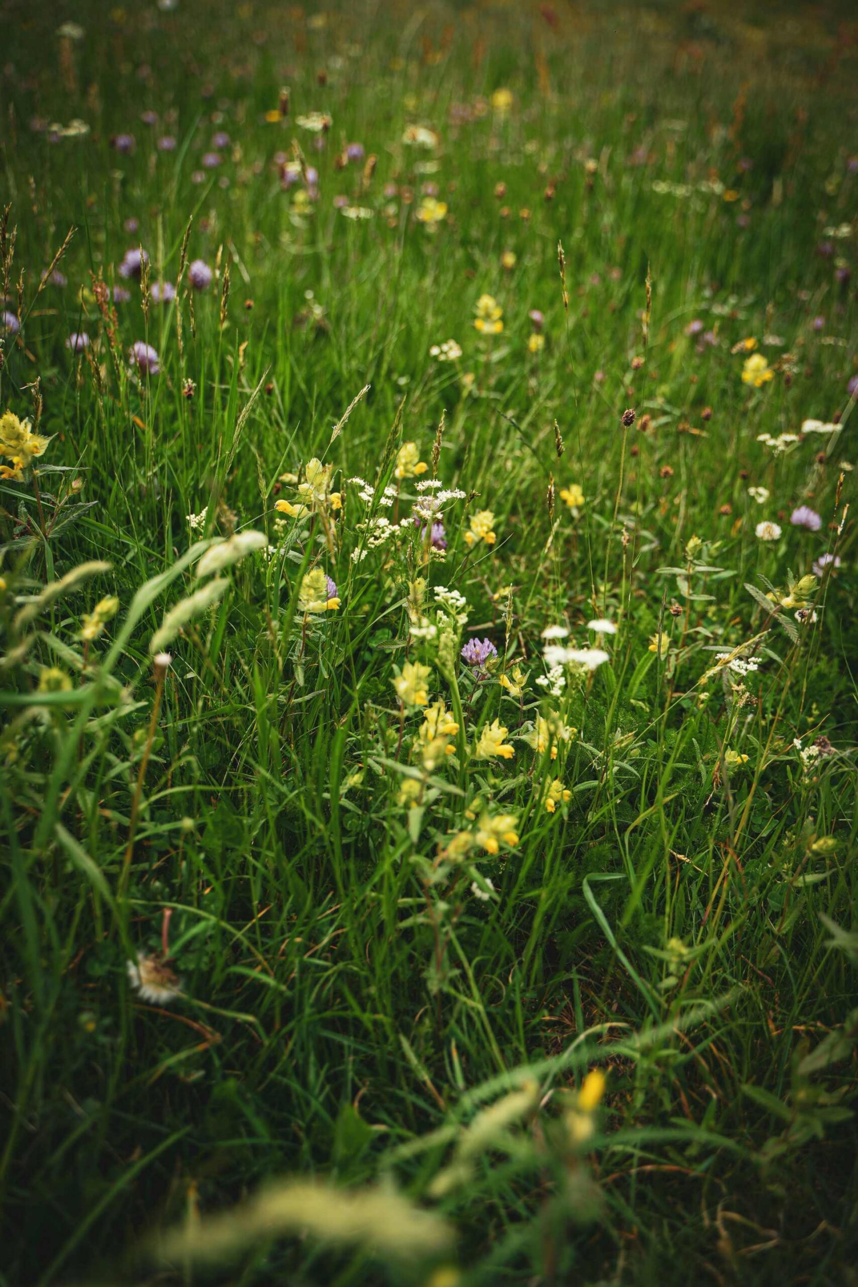Wilde Blumen auf einer Wiese
