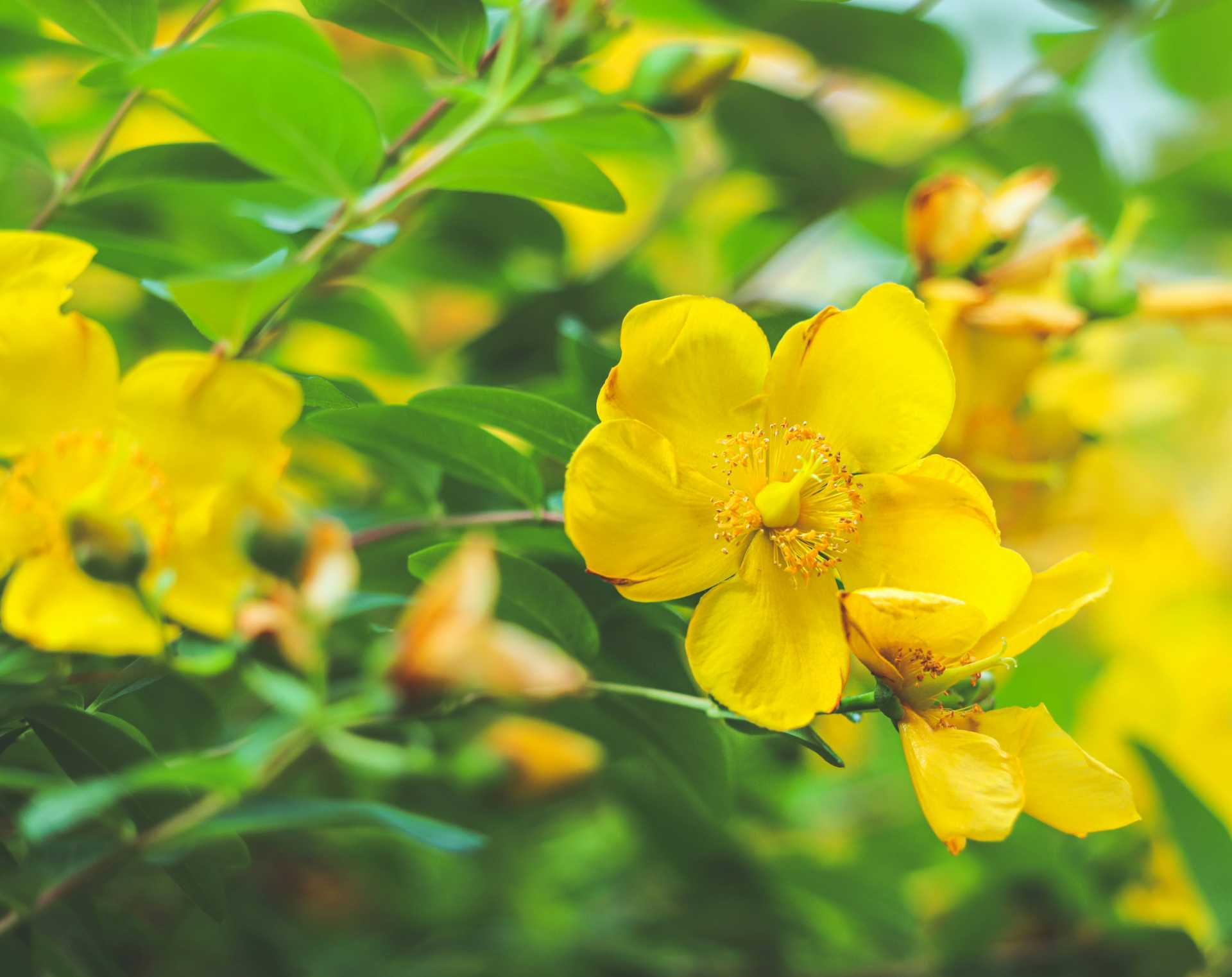Wilde Blumen auf einer Wiese
