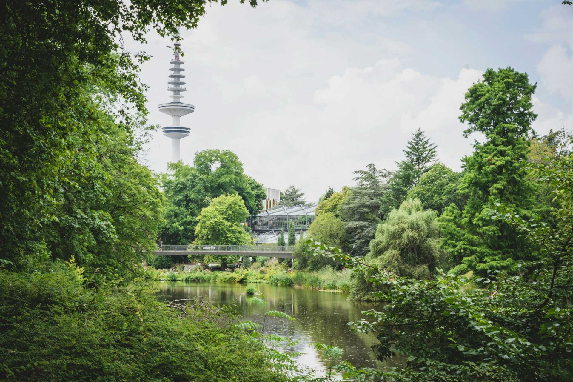 Wilde Blumen auf einer Wiese