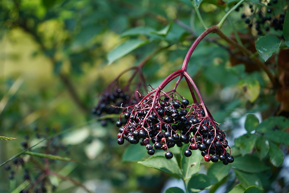 Holunderbeeren und Wilde Herbstlinge