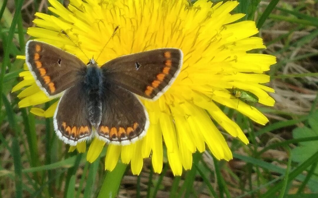 Achtsamkeit in der Natur im August