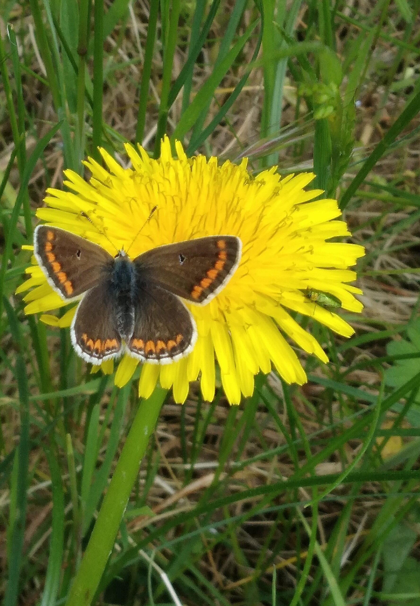 kristine-cinate-QvjL4y7SF9k-unsplash Wilde Blumen auf einer Wiese